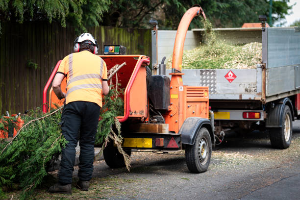 Best Fruit Tree Pruning  in USA